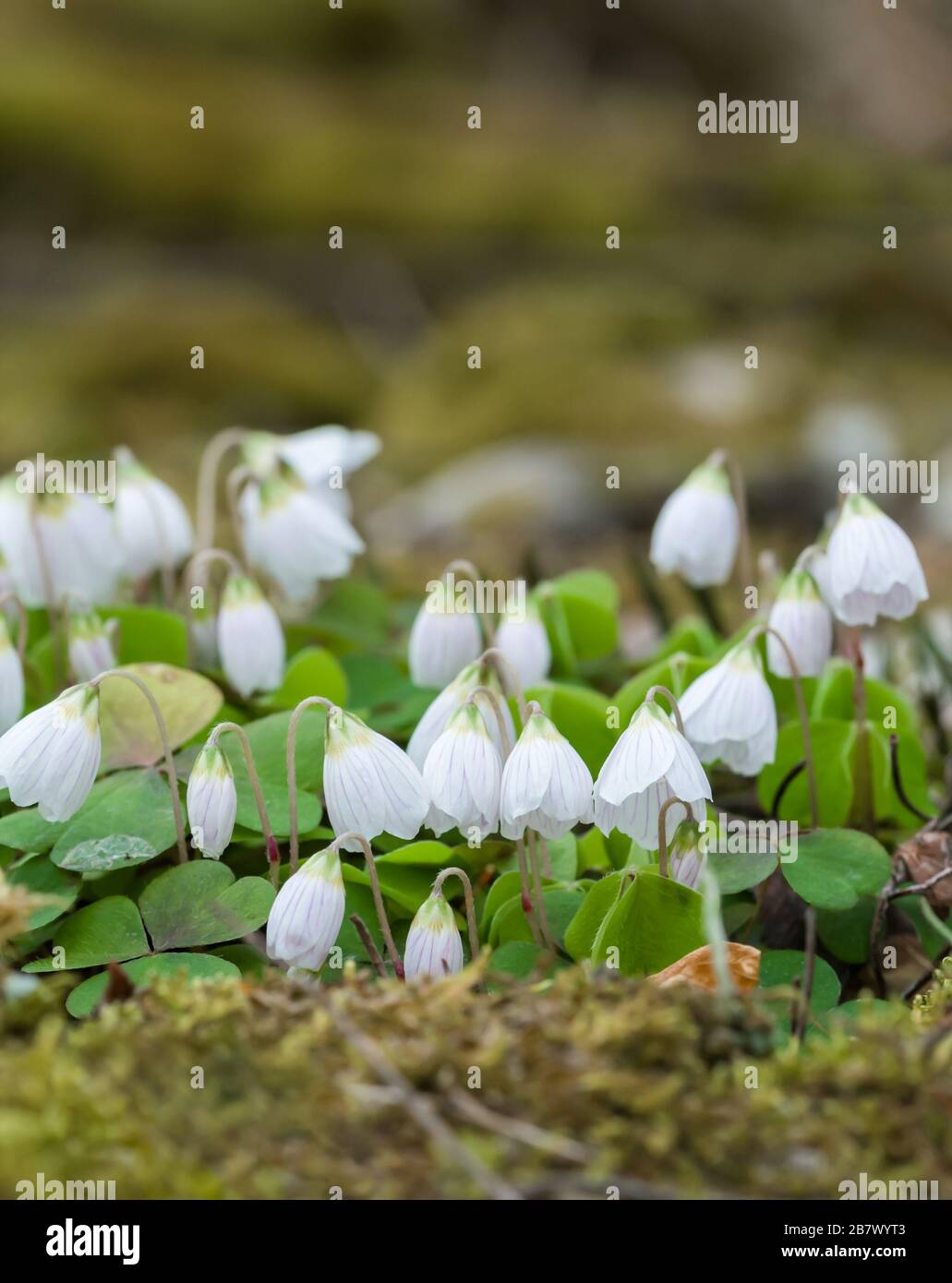 Klumpen des blühenden Holzes Sorrel Oxalis Acetosella, das auf einer trockenen Steinwand in den Highlands von Schottland wächst Stockfoto
