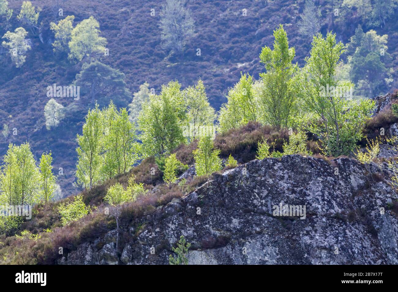 Kleine Gruppe junger silberner Birchbäume Betula Pendula, die auf einem Felsvorsprung Glen Strathrarar wachsen Stockfoto