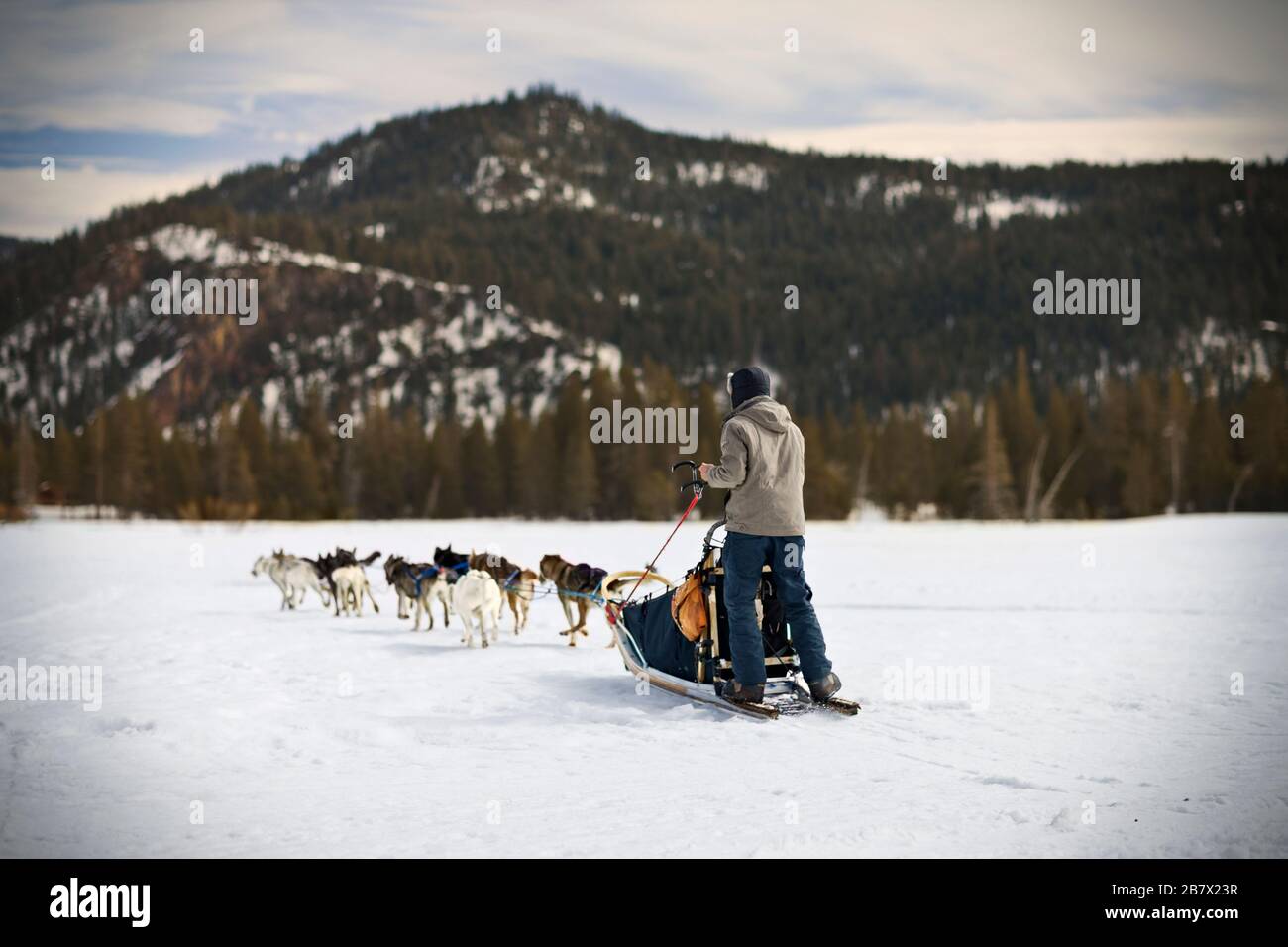 Mann, der einen Schlitten fährt, der von Arbeitshunden über eine verschneite Landschaft gezogen wird. Stockfoto