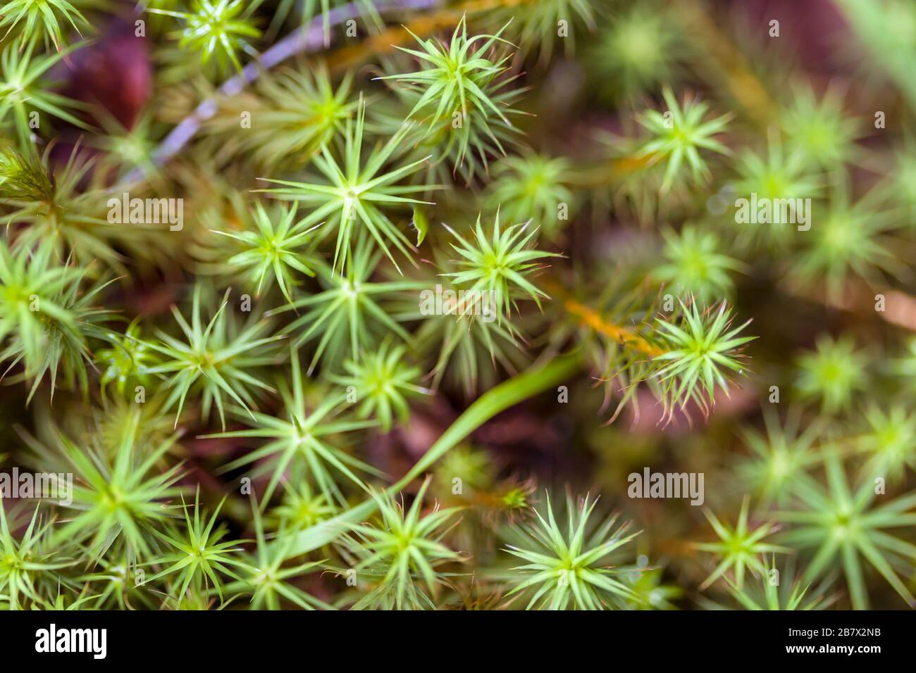 Common Haircap Moss - Polytrichum Kommune in den Highlands von Schottland Stockfoto