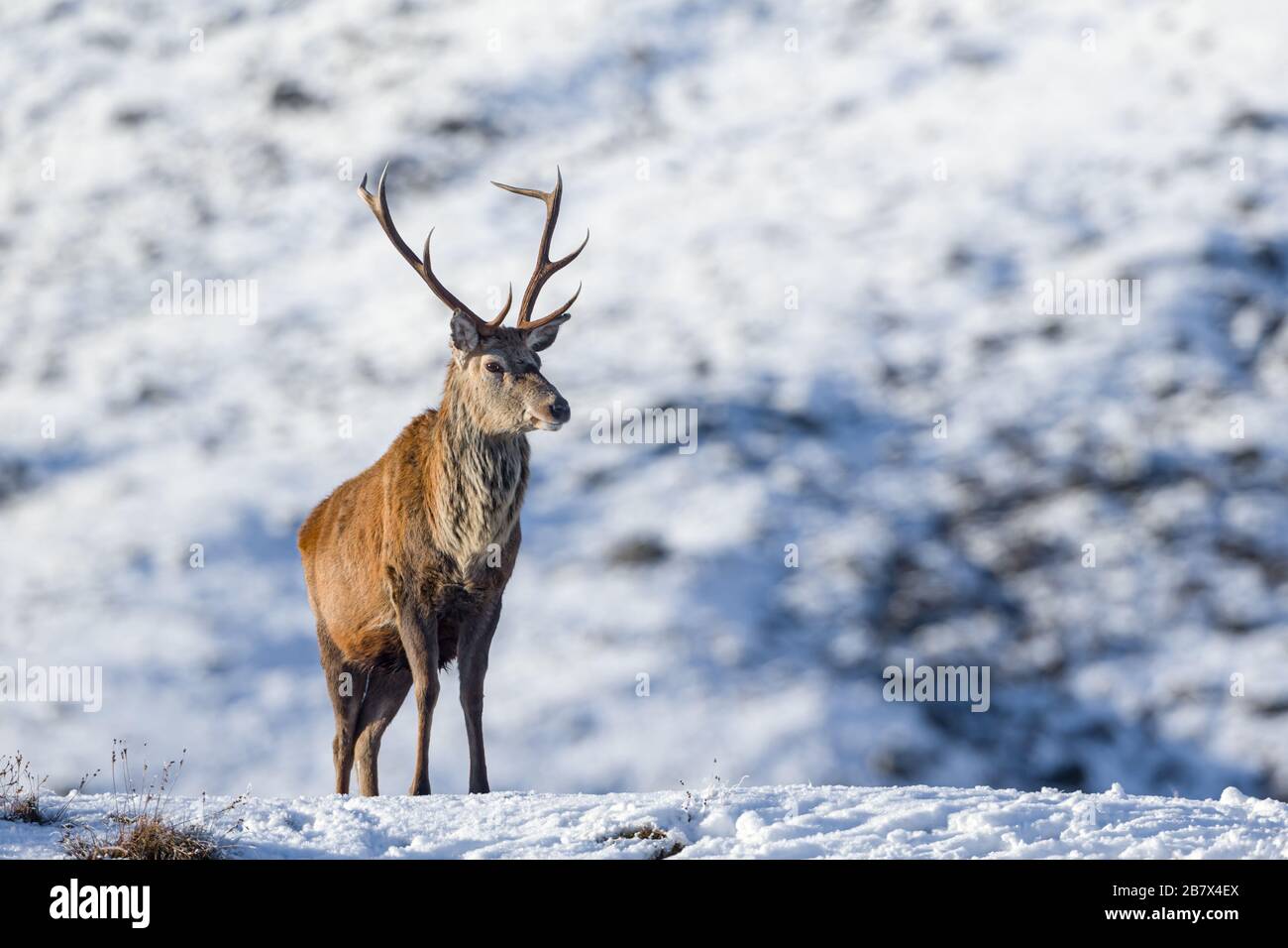 Rotwild Cervus elaphus männlicher Hirsch steht auf einem Hügel im Schnee in den Highlands von Schottland Stockfoto