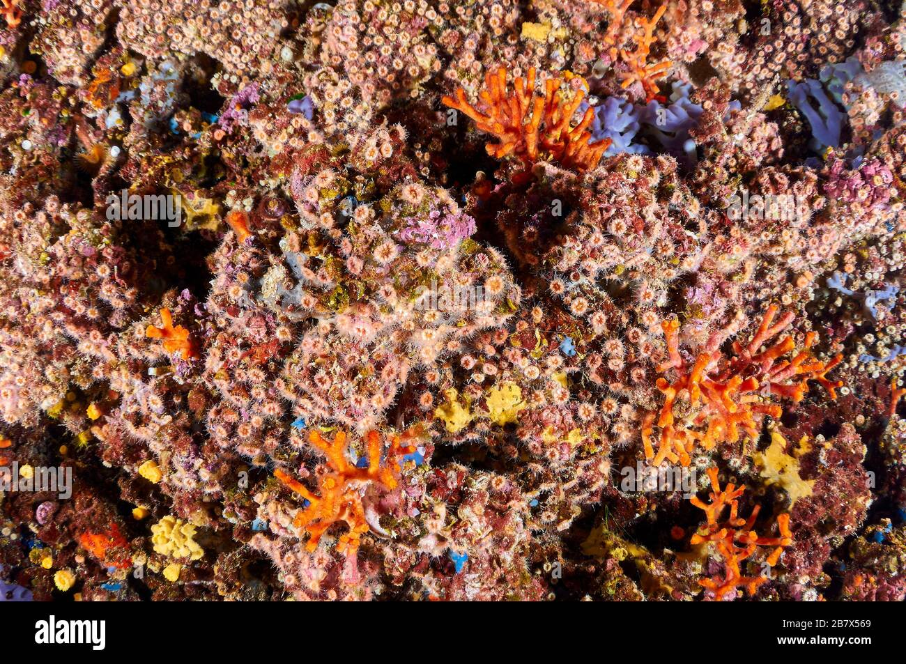 Steinige Korallen Polycyathus muellerae-Kolonie und rauchende Meeresbewohner in einem Überhang im Ses Salines Natural Park (Formtera, Balearen, Spanien) Stockfoto