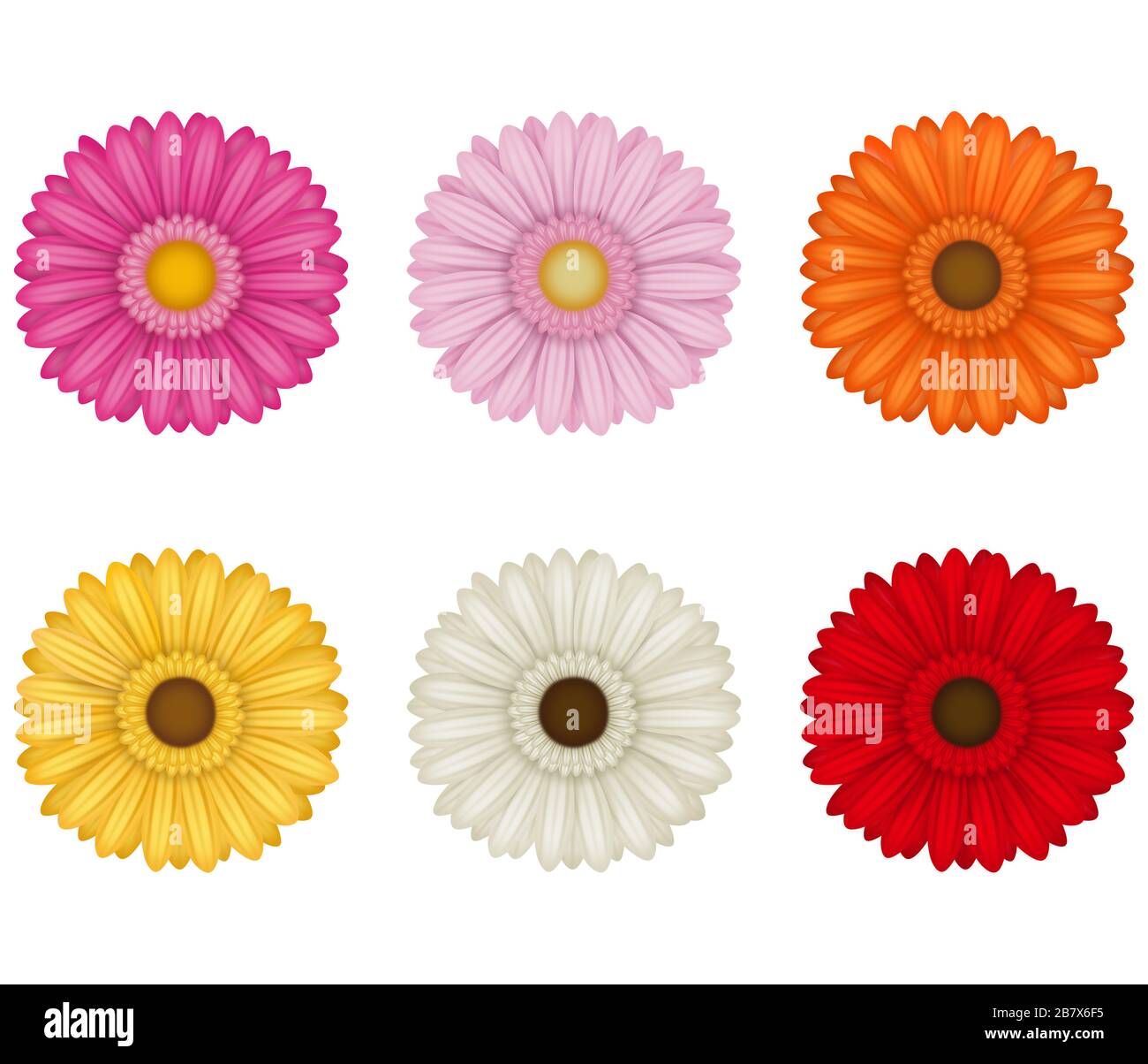 Bunte Gerberas-Blumen auf weißem Hintergrund Stockfoto