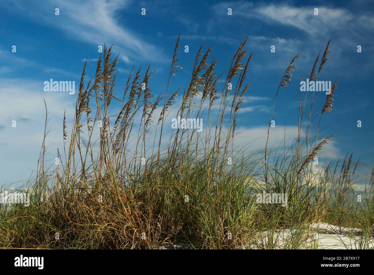 Sea Oats schützen die Sanddünen in Neptune Beach, Florida Stockfoto