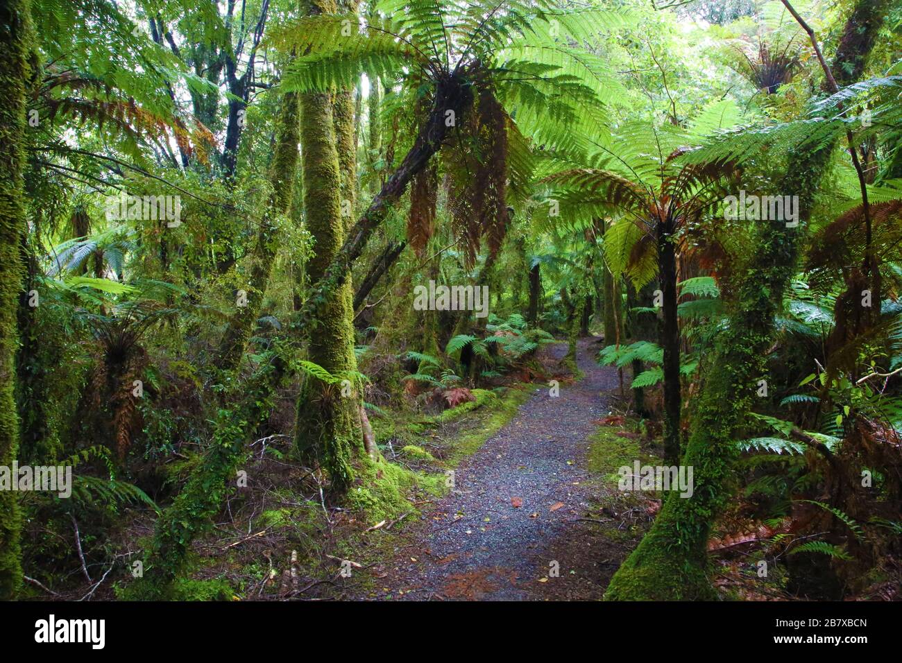 Uralter neuseeländischer Wald Stockfoto