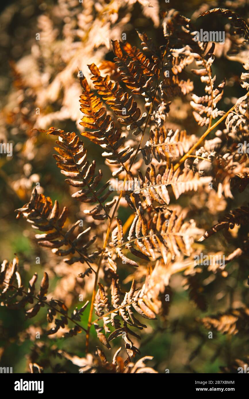 Trockenes Braun verlässt im späten Herbst an einem sonnigen Tag Stockfoto
