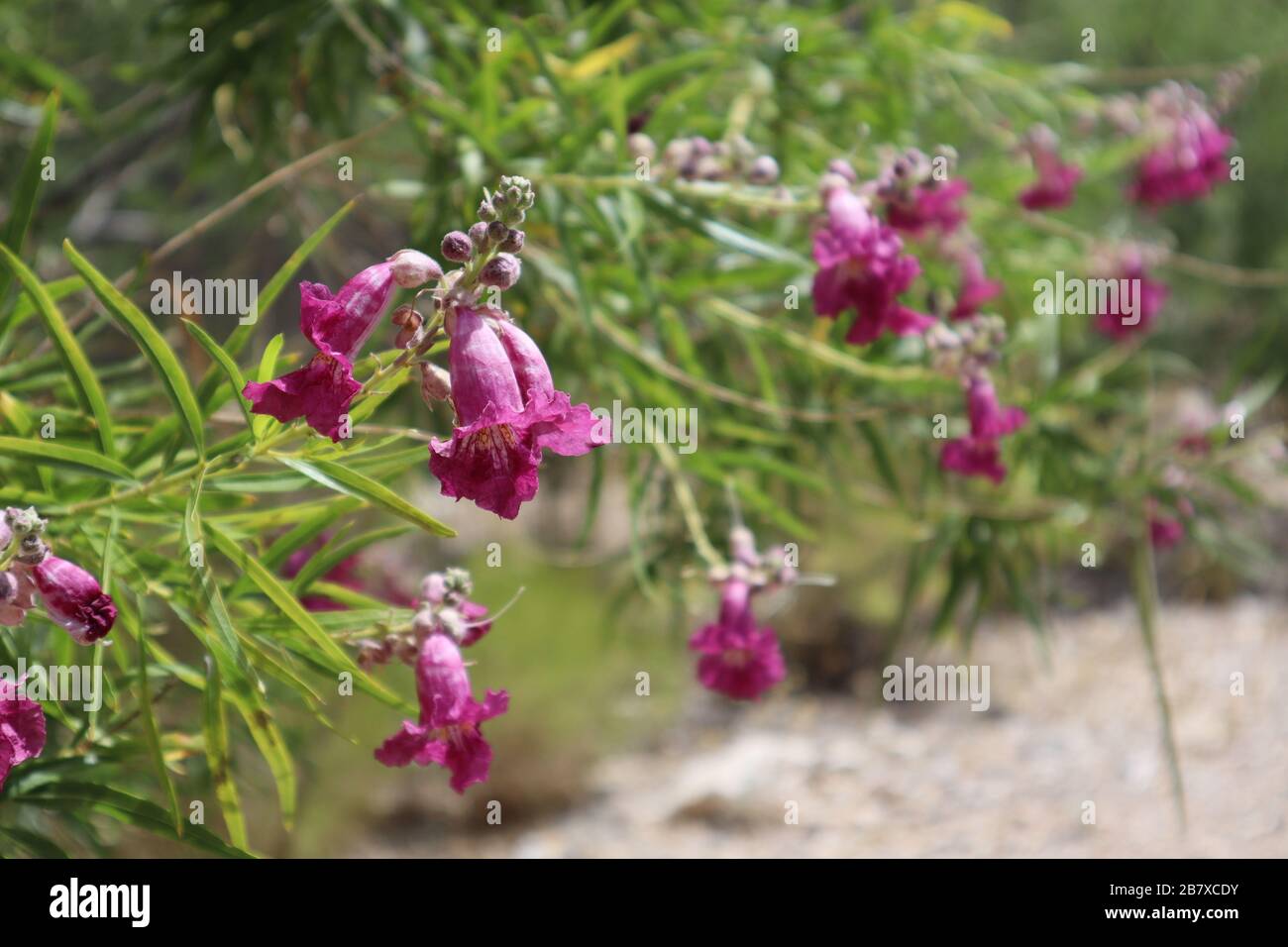 Nahaufnahme der magentafarbenen Blumen Stockfoto