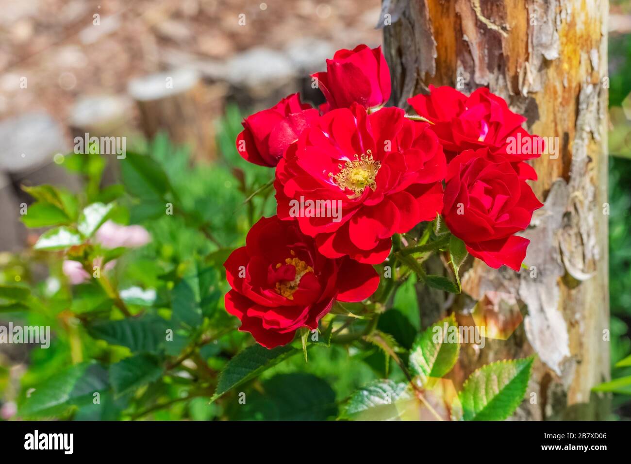 Grasbewachsene Ponyfarbe, rote Farbe. Hintergrund mit wunderschönen roten Blumen im Garten. Herbstliche Pfingstrose mit Kopierraum Stockfoto