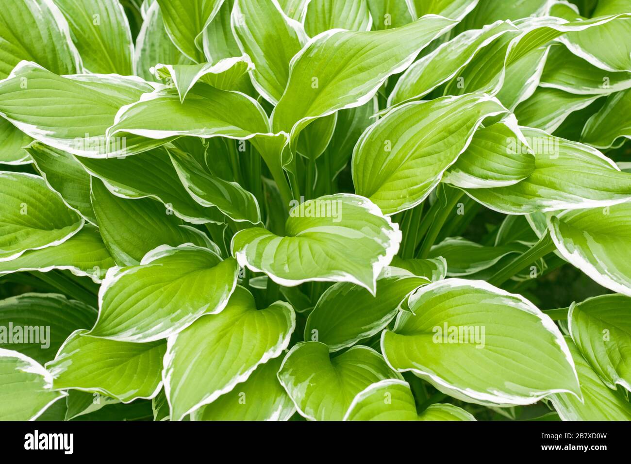 Hosta Funkia, Plantellosen im Garten. Breiter Rand Hosta, Plantain Lily. Hintergrundtextur Stockfoto