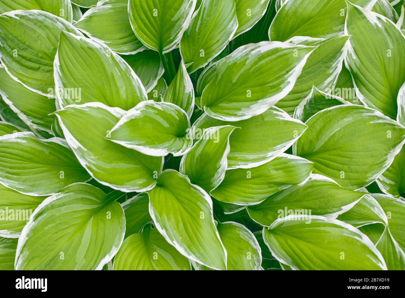 Hosta Funkia, Plantellosen im Garten. Breiter Rand Hosta, Plantain Lily. Nahaufnahme. Hintergrundtextur Stockfoto