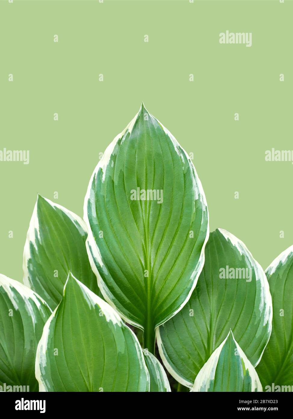Hosta Funkia, Planenlilien auf grünem Grund. Breiter Rand Hosta, Plantain Lily. Draufsicht. Kopierbereich Stockfoto