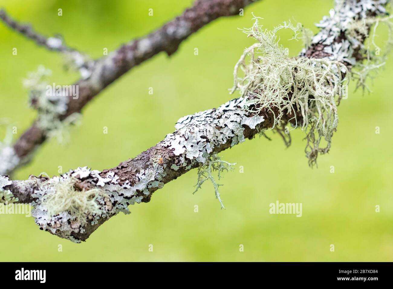 Flechten Parmelia an einem Baumzweig, wächst auf Birken. Kopierbereich Stockfoto