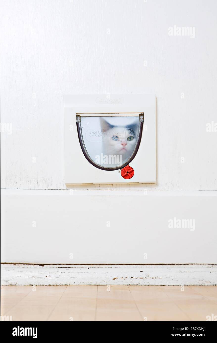 Gesicht einer jungen ungeraden schwarz-weißen Katze (Felis catus) an der Katzenklappe Stockfoto