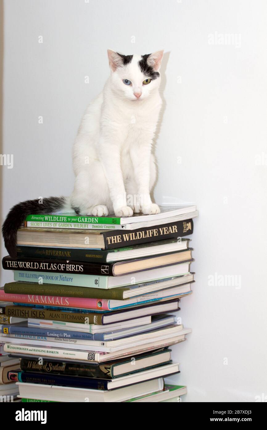 Junge, ungeräugige, schwarz-weiße Katze (Felis Catus), die auf einem Haufen von Naturbüchern sitzt Stockfoto