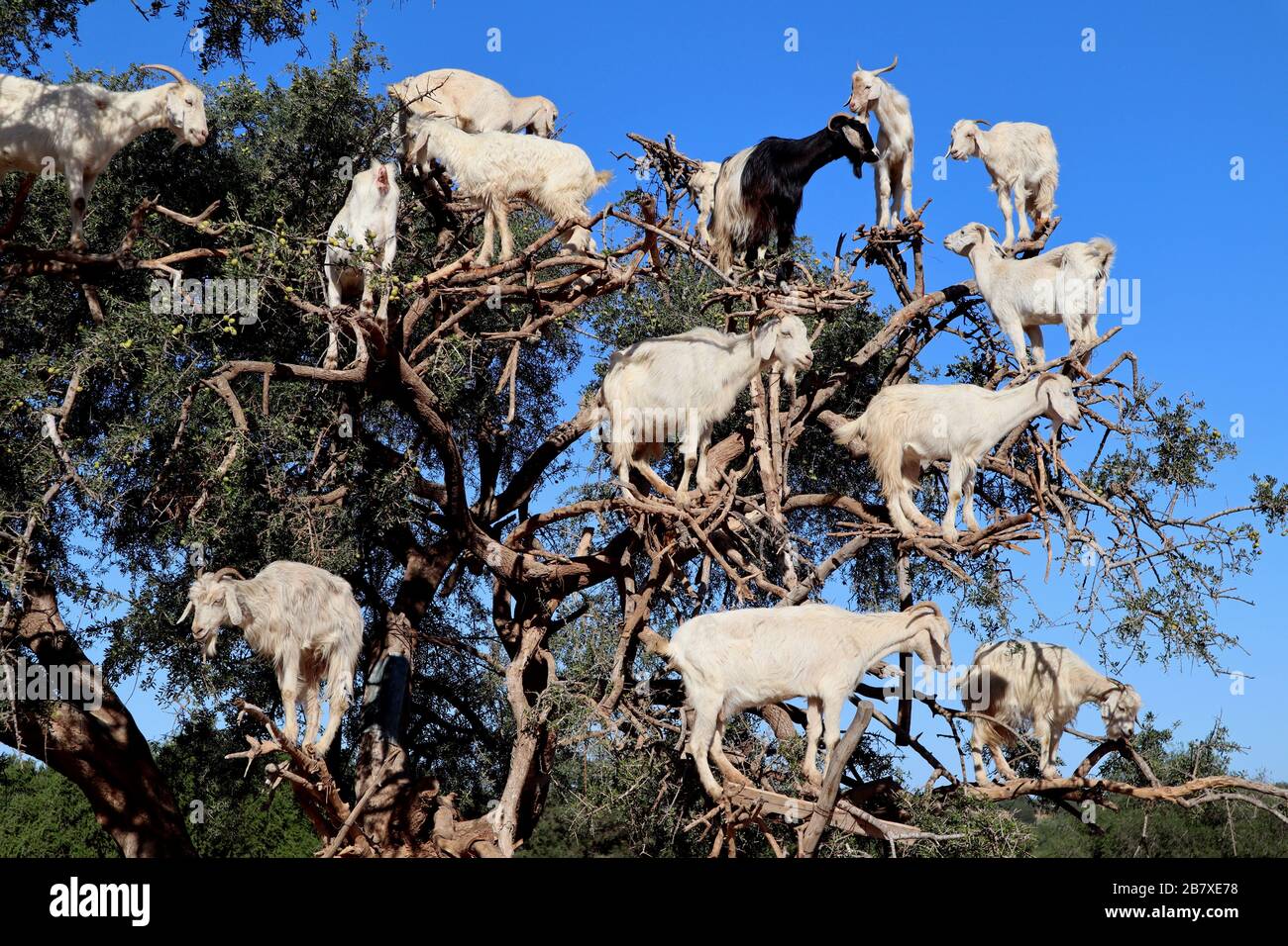 Marrakesch Marokko Ziegen im Baum Stockfoto