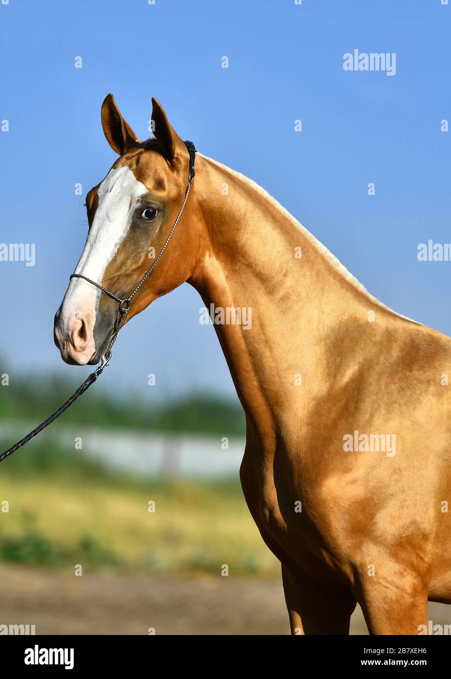 Heller Kastanien-Akhal-Teke-Hengst im Show-Halter bei Sommersonne. Tierporträt. Stockfoto