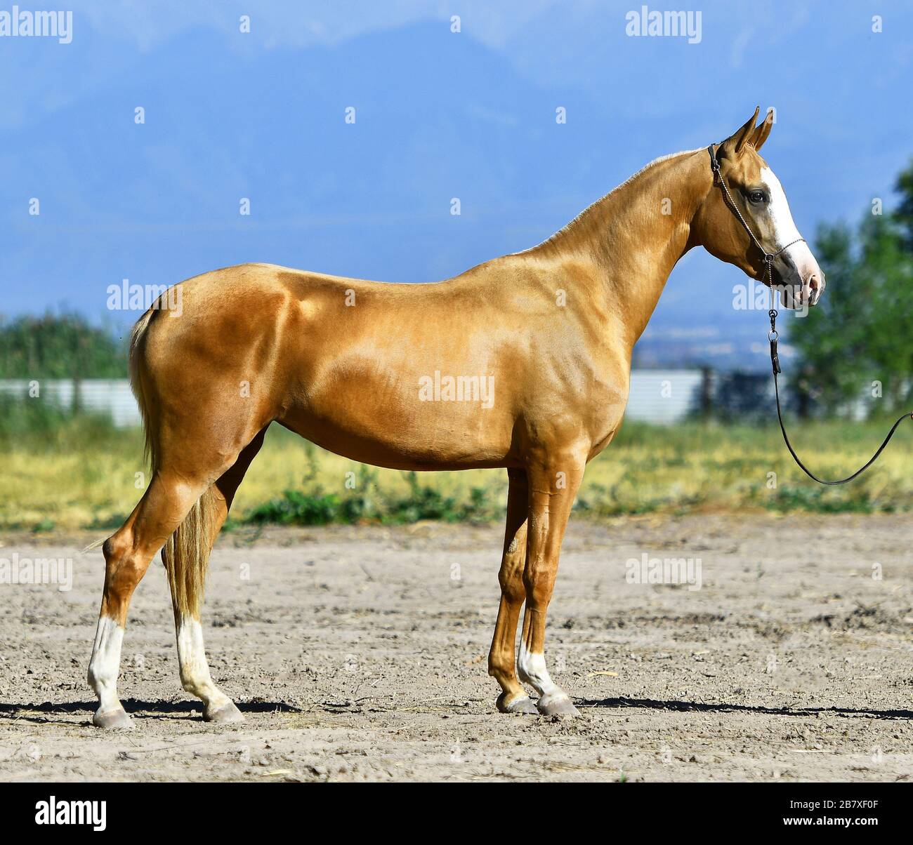 Junges goldenes palomino Akhal Teke Pferd steht im Sommer draußen in einer Sonne. Seitenansicht. Stockfoto