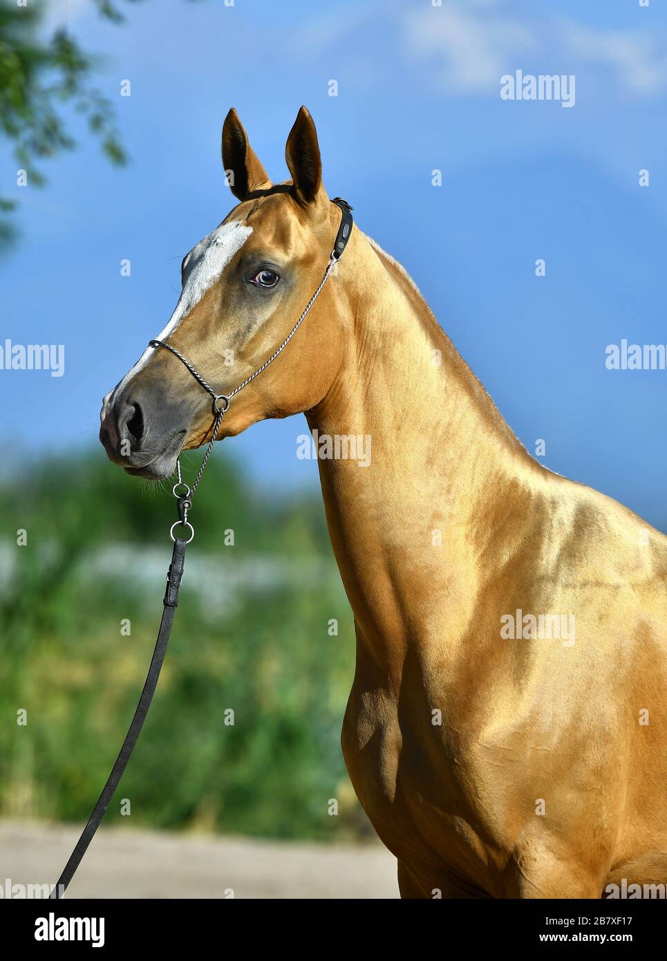 Goldenes palomino Akhal Teke Pferdeportrait mit blauem Auge in Show Halter posiert draußen im Sommer. Stockfoto