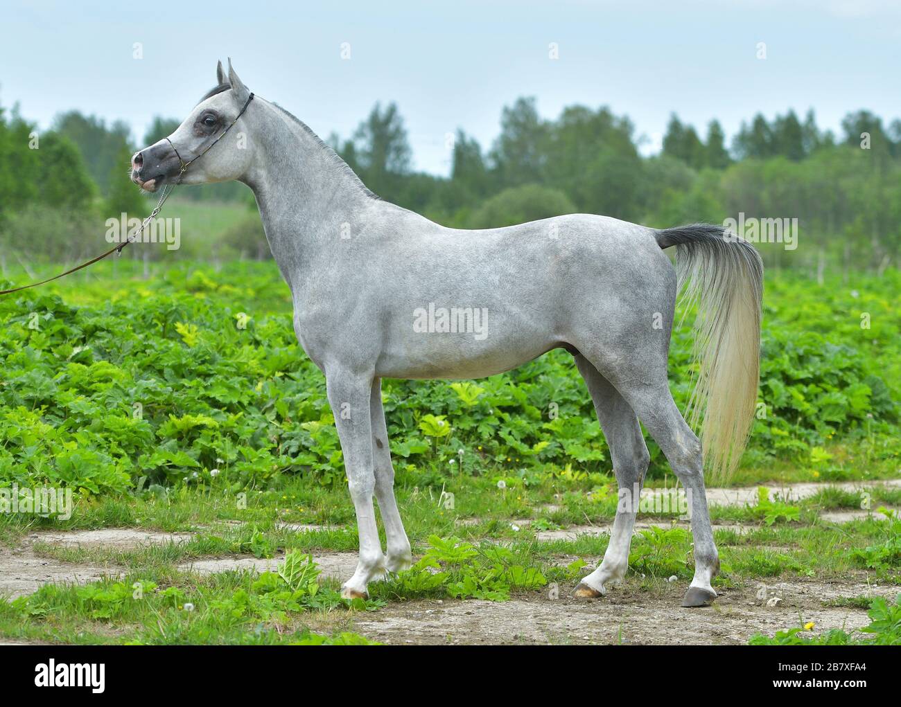 graues arabisches Pferd in einem Schauhalter, der in einem grünen Feld steht. Außenfoto. Stockfoto