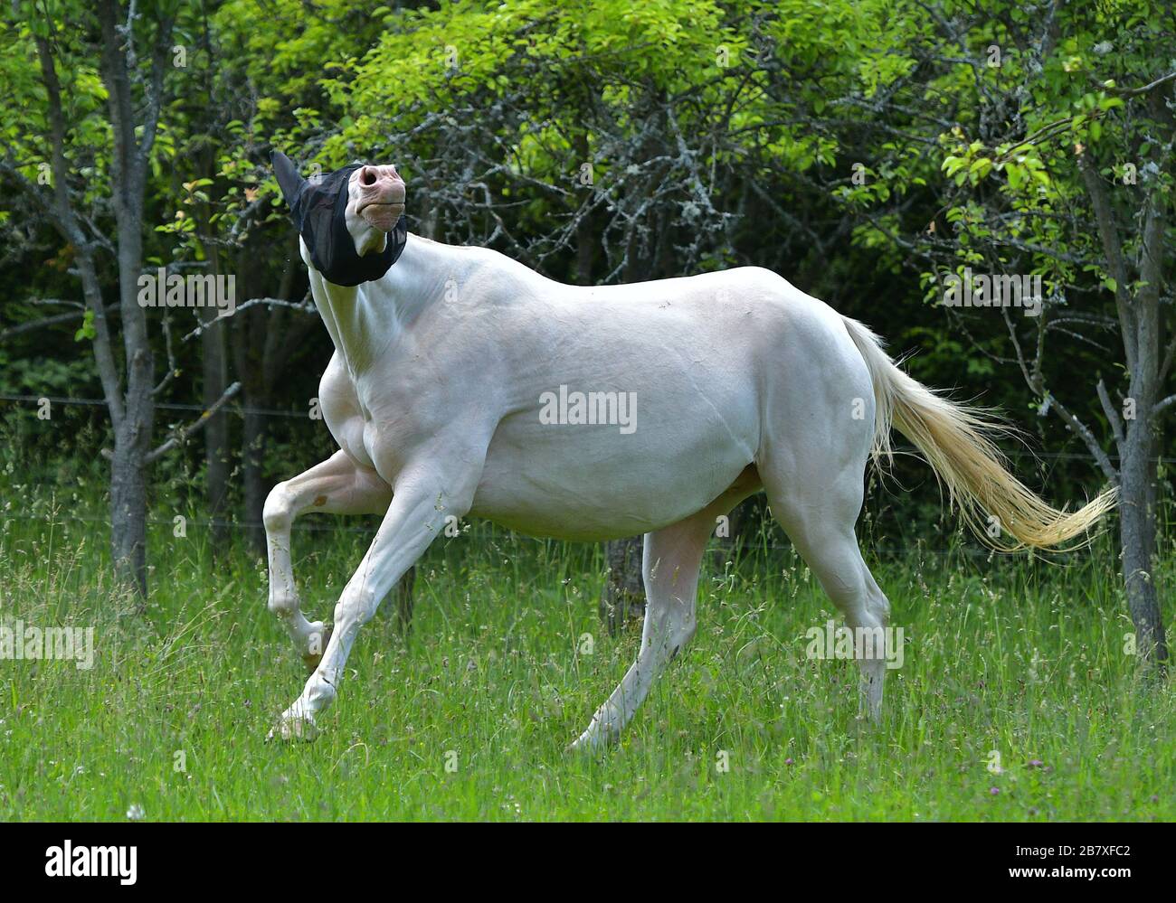 Lustige Kremello-Akhal-Teke-Pferde laufen in der Flugmaske auf dem Feld. Schutz vor Insekten von Tieren. Stockfoto