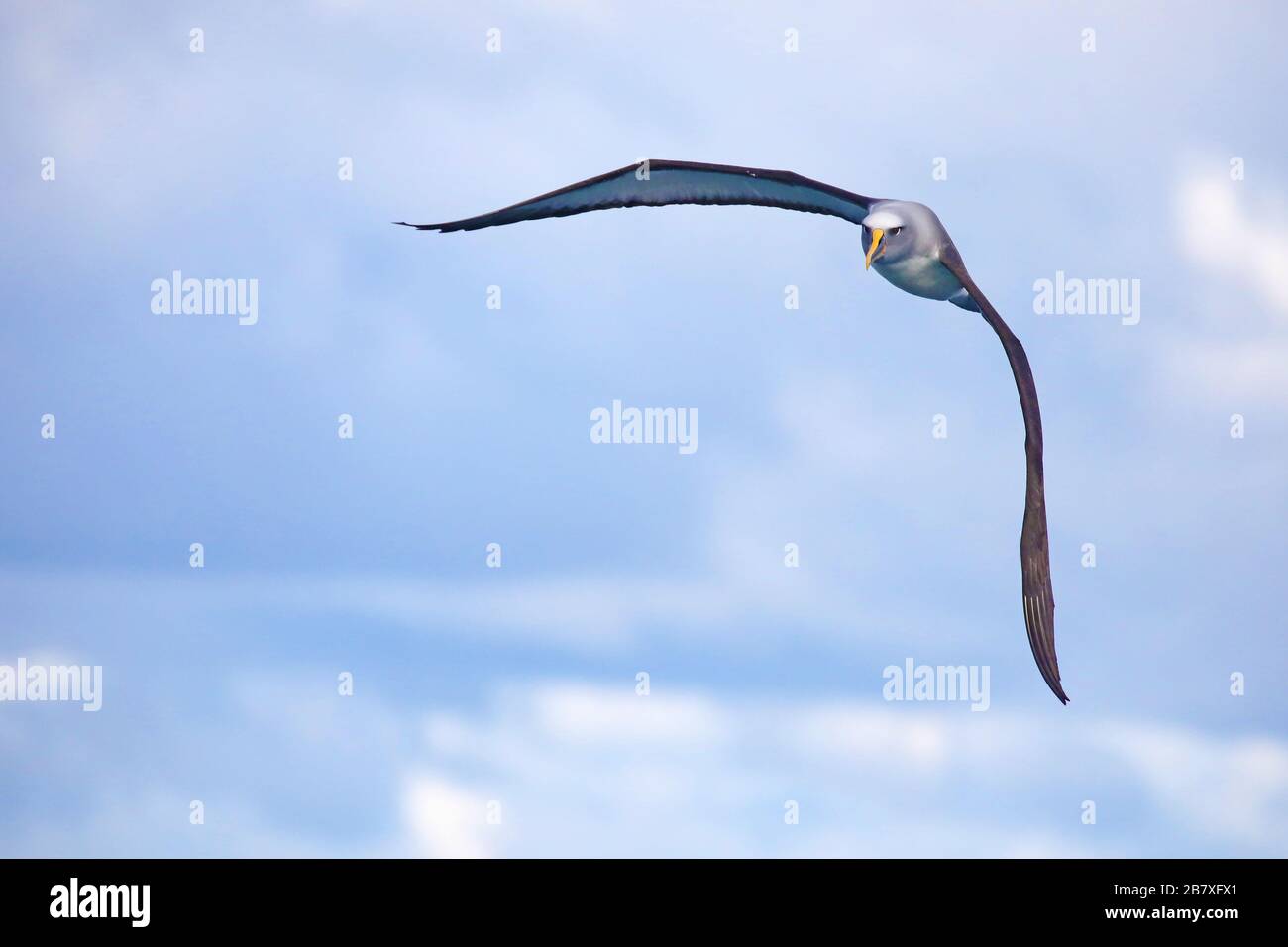 Buller's Albatross im Flug, Neuseeland Stockfoto