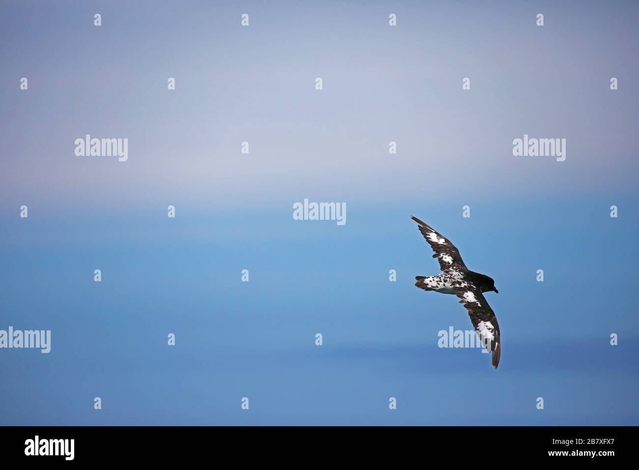 Kap-Sturmvogel und blauer Himmel, Meeresvogel von Neuseeland Stockfoto