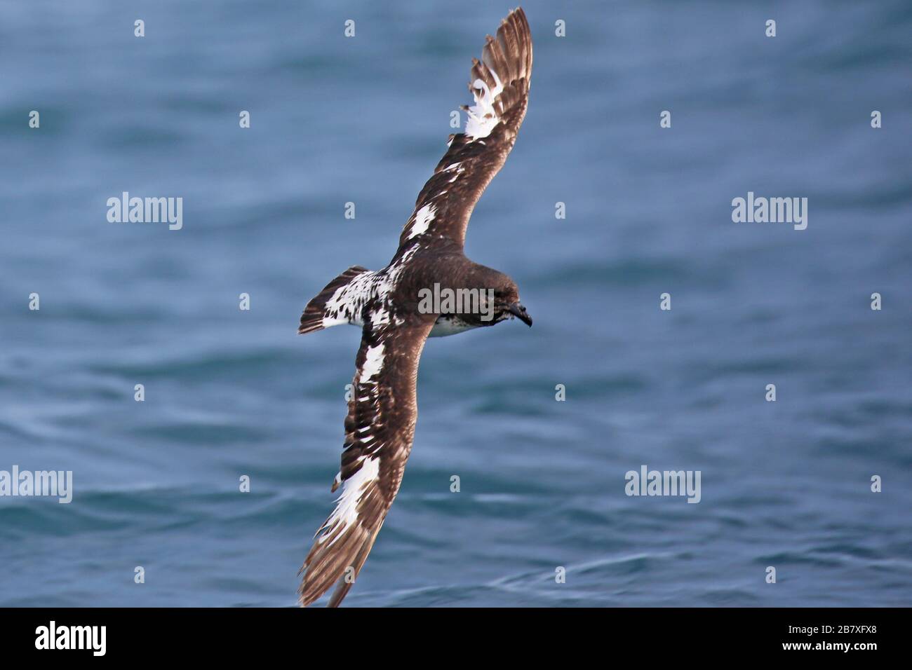 Kapsturmvogel im Flug, Meeresvogel von Neuseeland Stockfoto