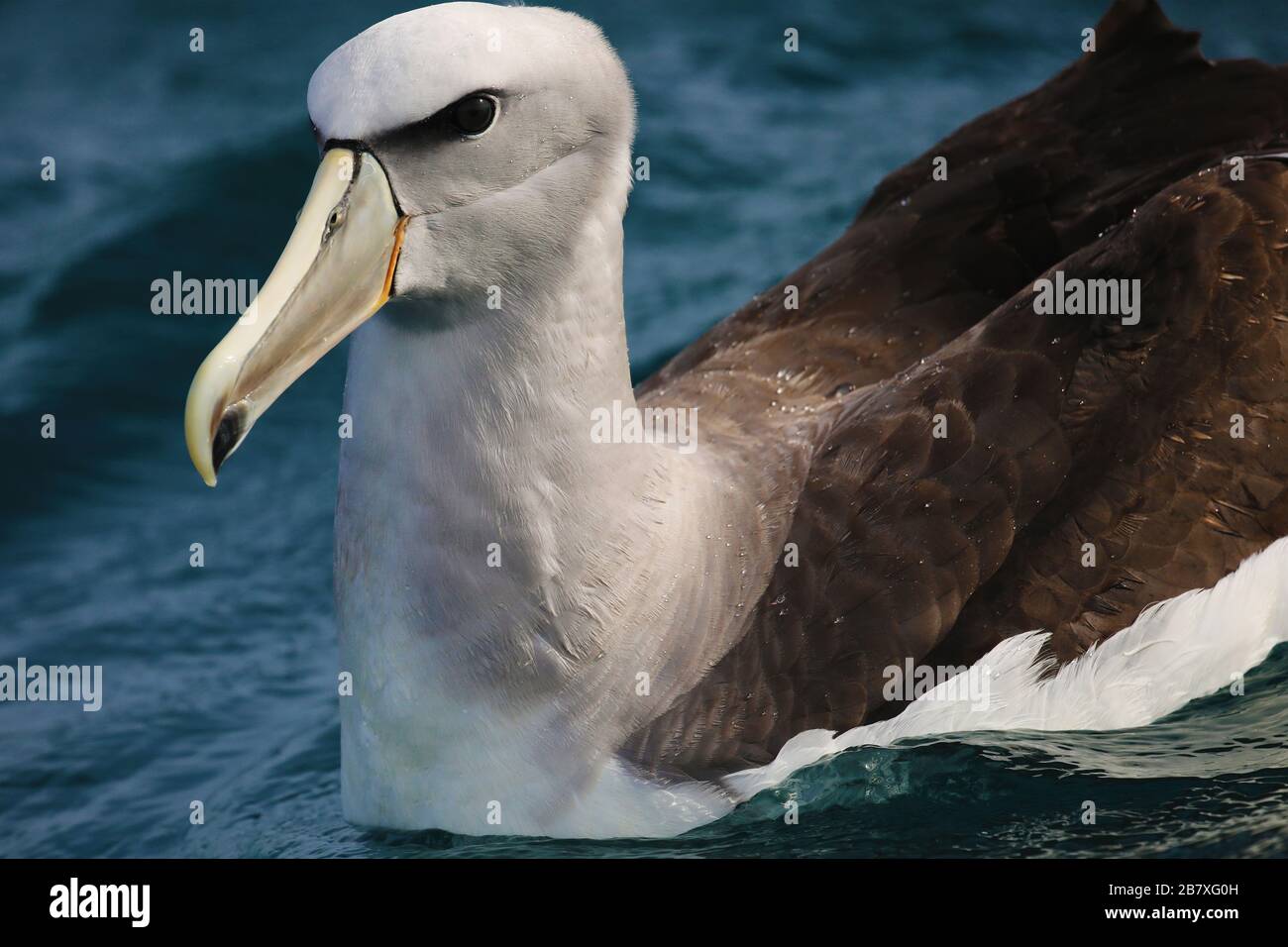 Nahaufnahme des Weißdeckelalbatros, Neuseeland Stockfoto