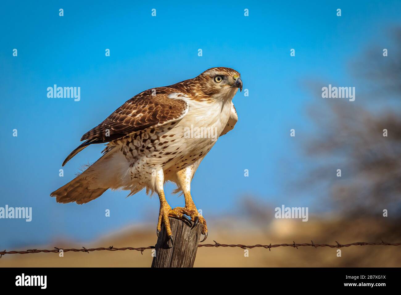 Ein Rotschwein-Falke (Buteo jamaicensis) thront auf einem Pfosten Stockfoto
