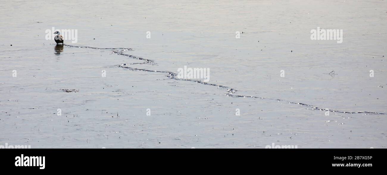 Ente im Hinterlicht füttert auf Schlamm Stockfoto
