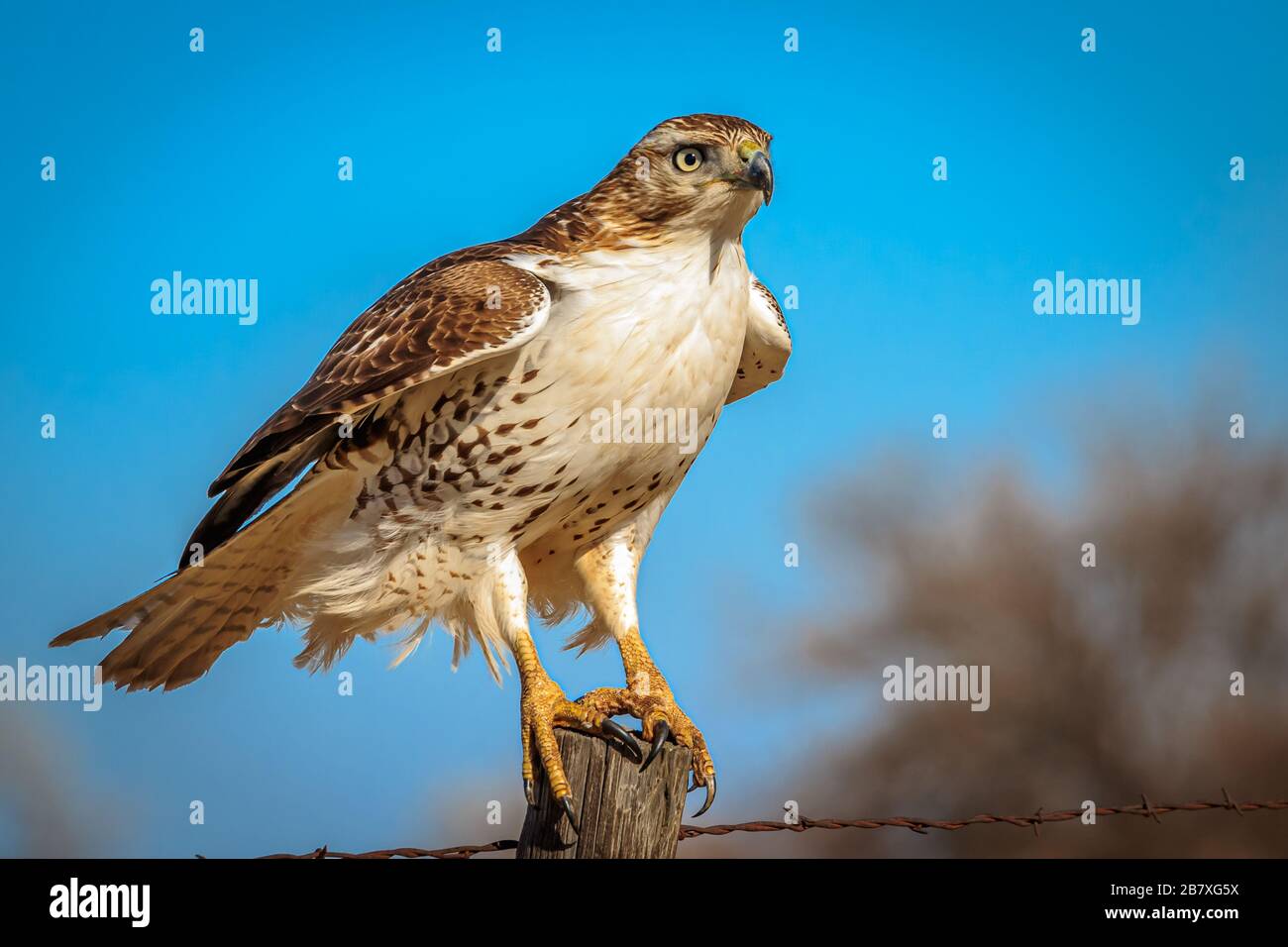 Ein Rotschwein-Falke (Buteo jamaicensis) thront auf einem Pfosten Stockfoto