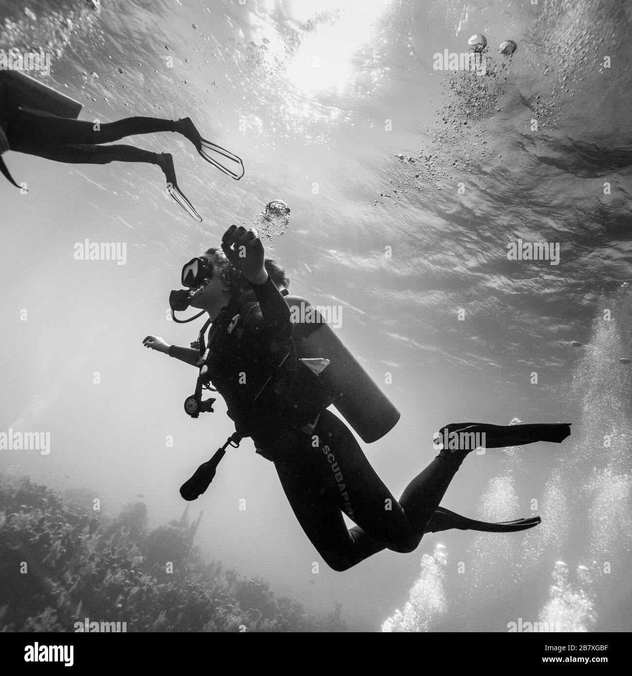 Tauchtaucher unter Wasser, Bight Dive Site, Roatan Marine Park, Honduras Stockfoto