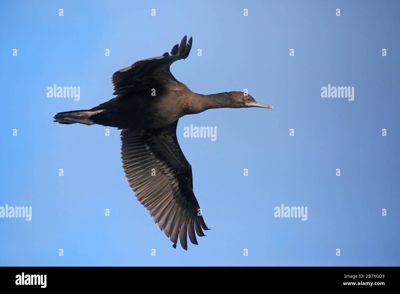 Foveaux Shag im Flug vor der Küste Neuseelands Stockfoto