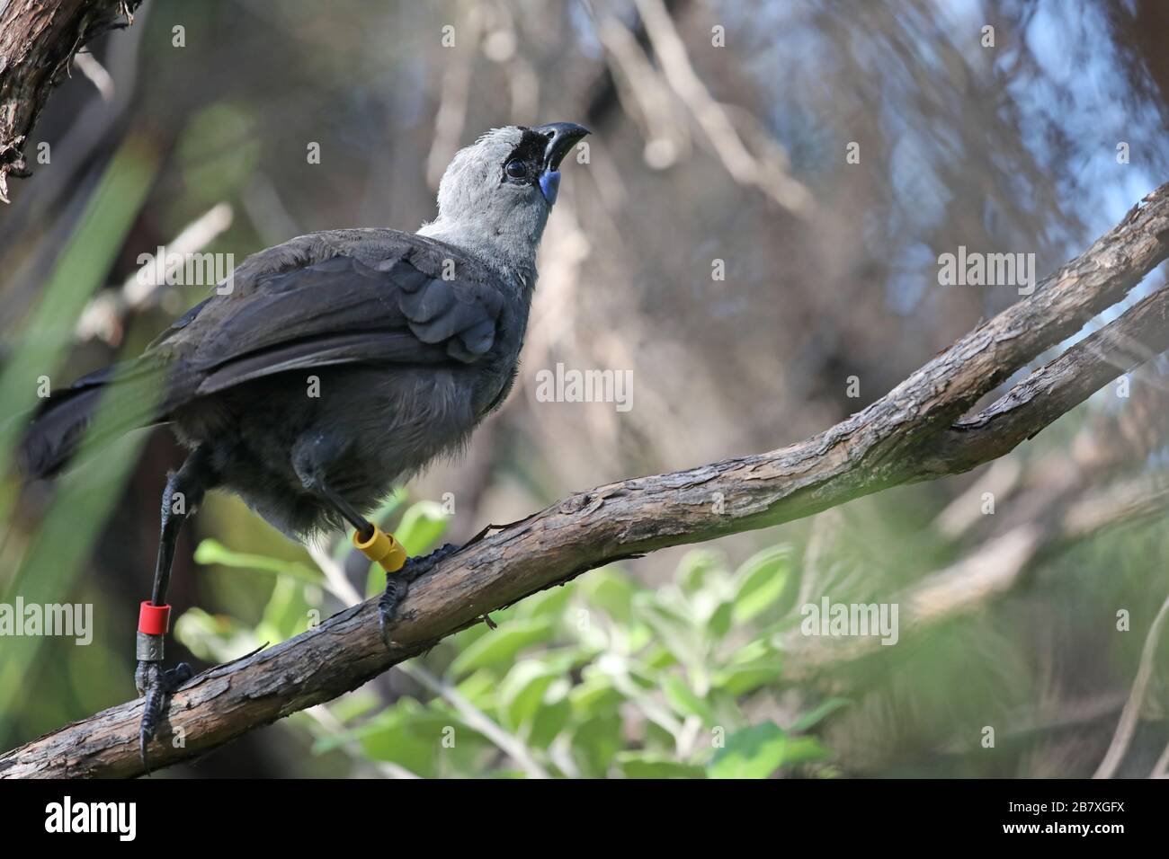 Kokako, endemischer Vogel von Neuseeland Stockfoto