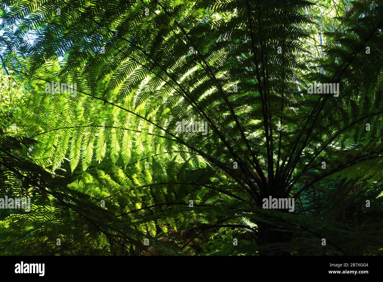 Blätter von Baumfarn, Neuseeland Stockfoto