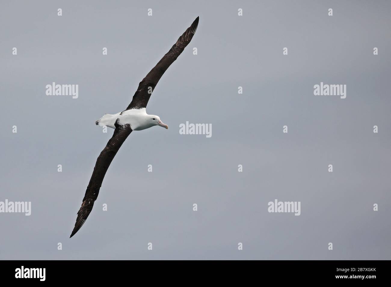 Nördlicher Albatros im Flug vor der Küste Neuseelands Stockfoto