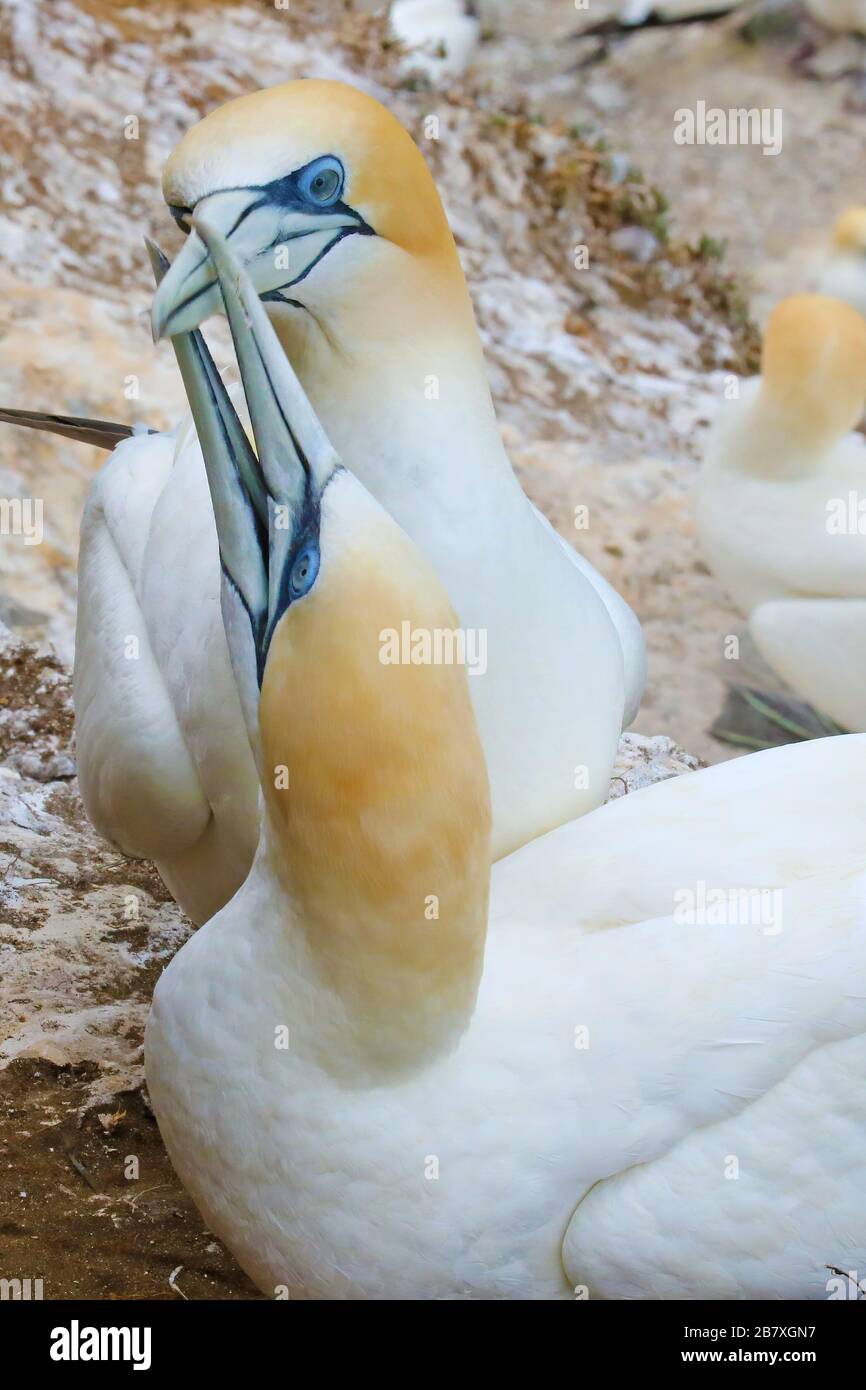 Paar australasiatische Tölpel am Nest Stockfoto