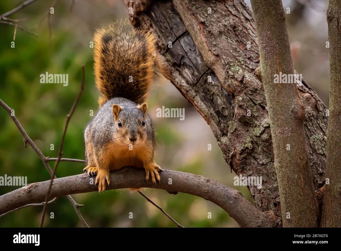 Ostfuchshörnchen (Sciurus niger) in einem Baum Stockfoto