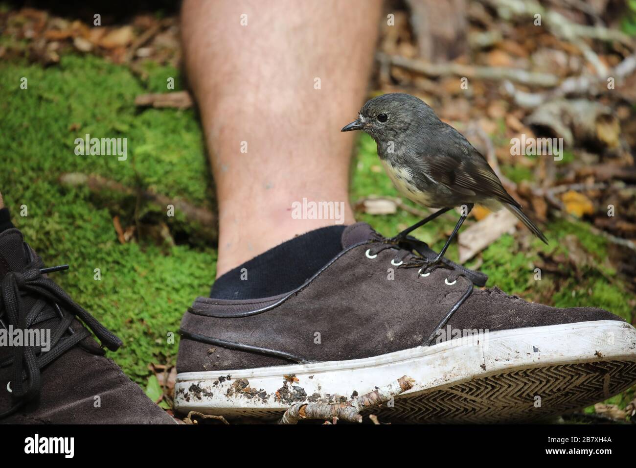 South Island Robin auf einem Schuh, Neuseeland Stockfoto