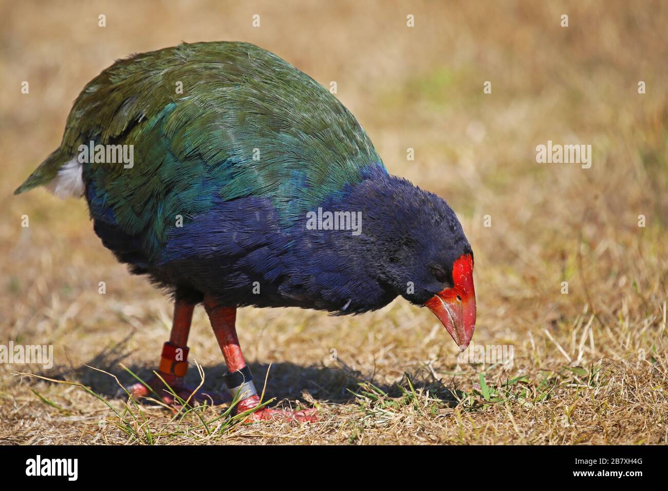 Südinseltakahe, die sich vor Ort ernähren, Neuseeland Stockfoto