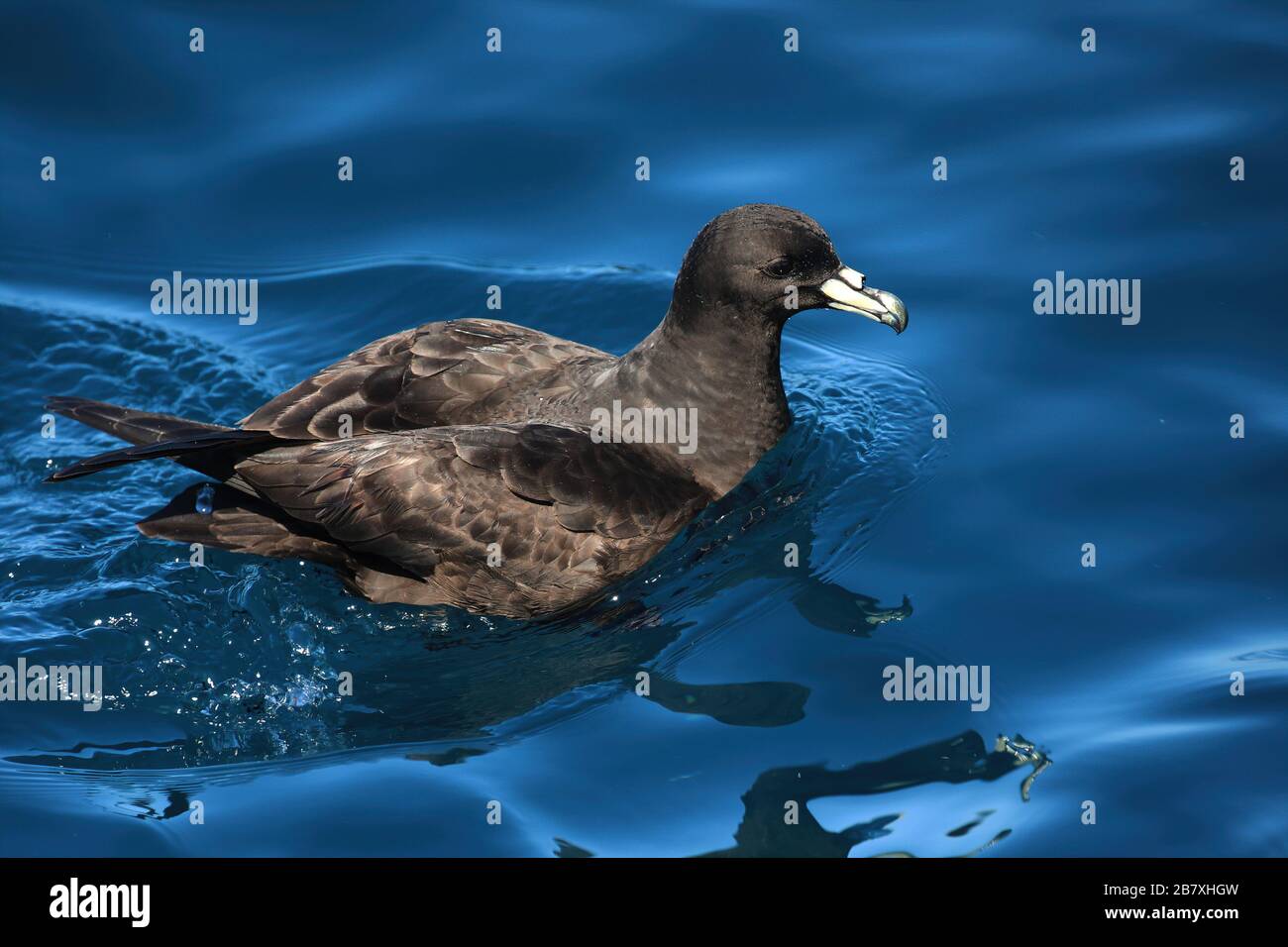 Westlandsturmvogel, Meeresvogel im Wasser, Neuseeland Stockfoto