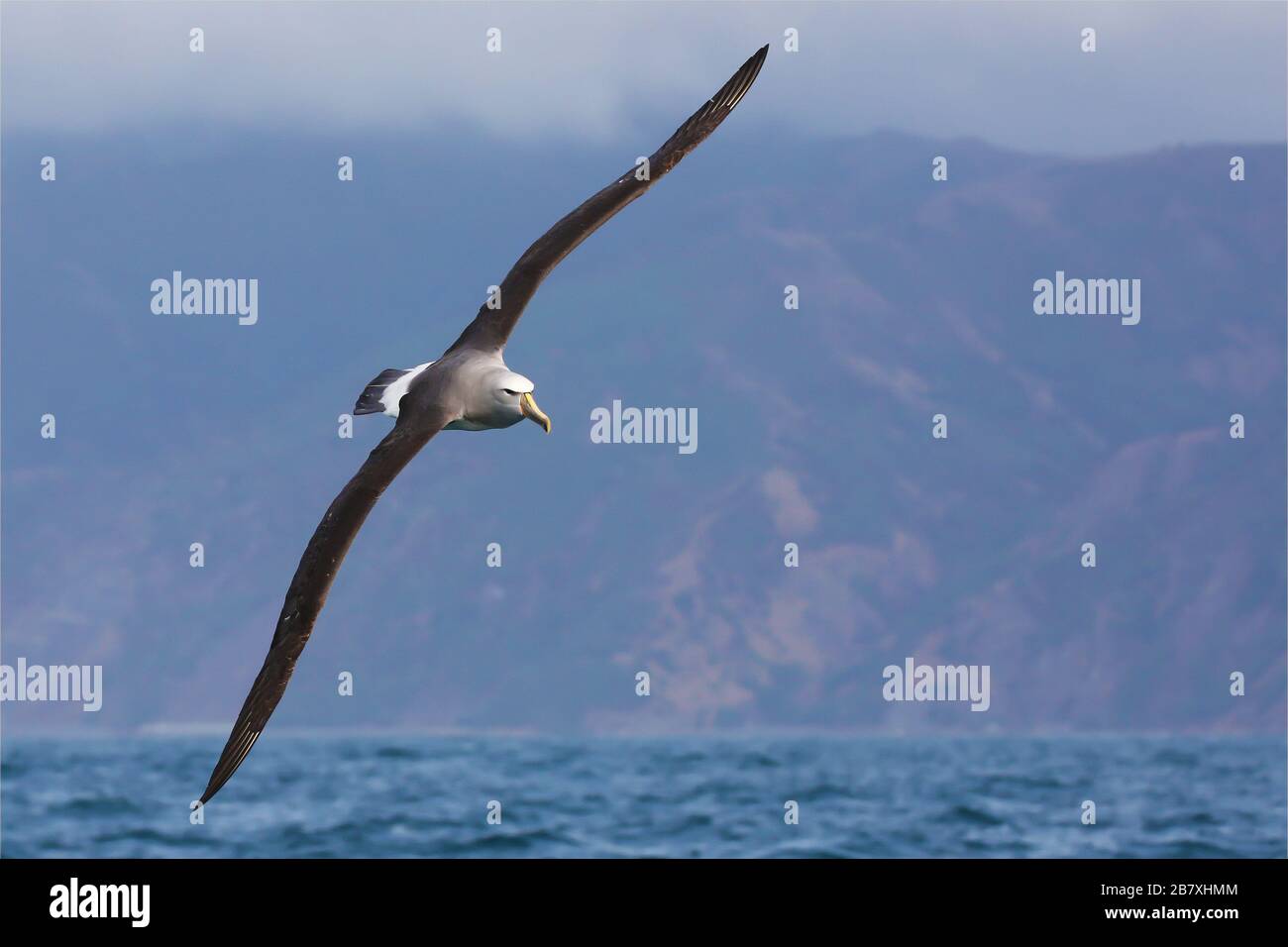 Weißdeckelalbatros fliegen in der Nähe der Küste Neuseelands Stockfoto