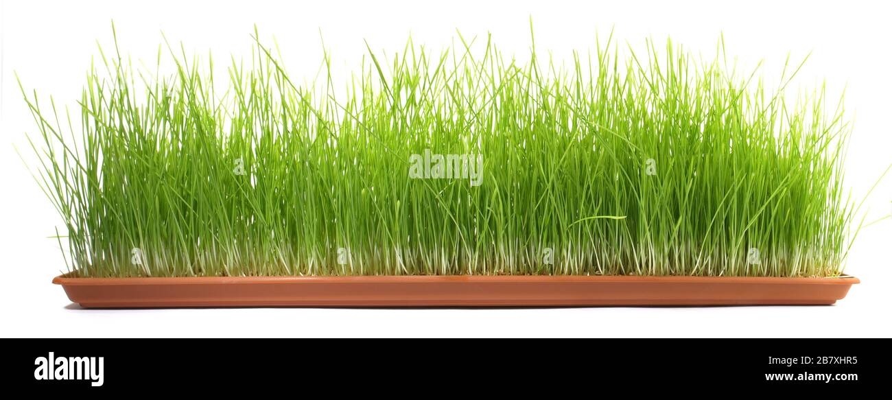 Wachsende Wheatgrass auf weißem Hintergrund Stockfoto