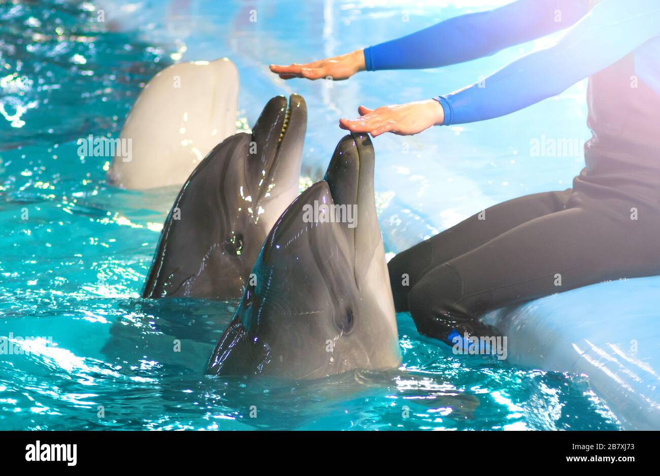 Delphinarium. Lustige Delfine trainieren. Der Trainer legt seine Hände