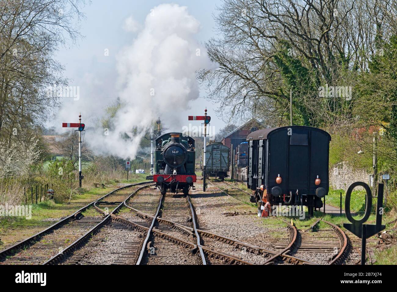 Dampflok der 5600-Klasse 5637 im Volldampf, der sich dem Bahnhof von Cranmore auf der East Somerset Railway nähert Stockfoto