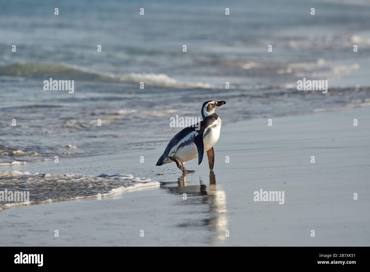 Magellenic Penguin zu Fuß aus der Brandung Stockfoto