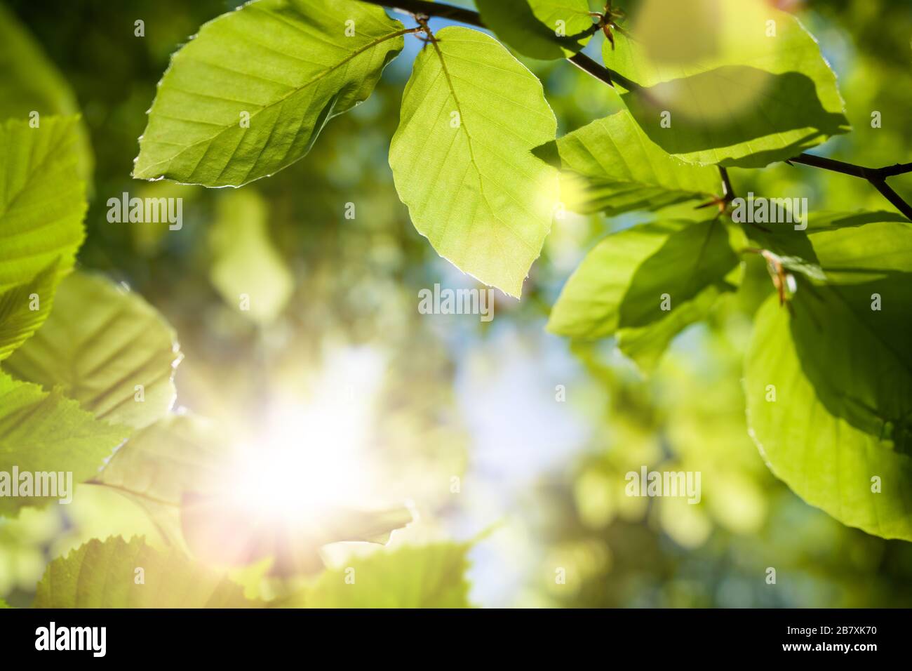 Grüne Blätter schließen sich an, umrahmen den unfokussieren Waldhintergrund mit Bokeh-Höhepunkten und der hellen Sonne, die ihre Strahlen durch das Laub wirft Stockfoto