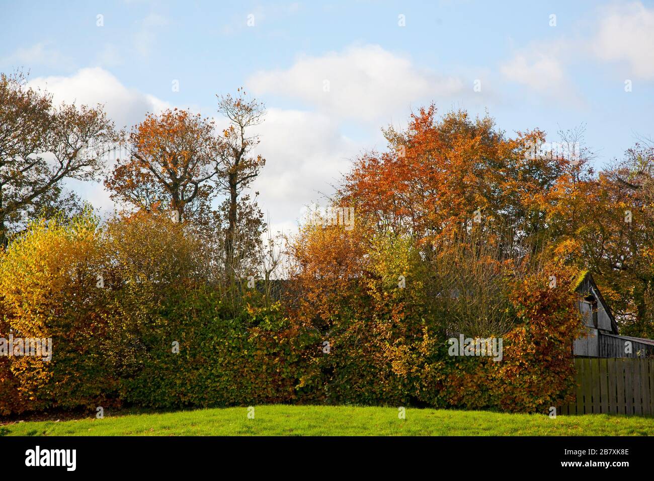 Herbst im Park Stockfoto