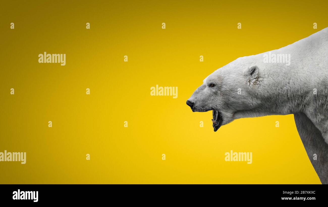 Aggressiver großer Eisbär mit offenem Mund, isoliert im gelbfarbenen Hintergrund, Erwachsene, männlich, Details Stockfoto