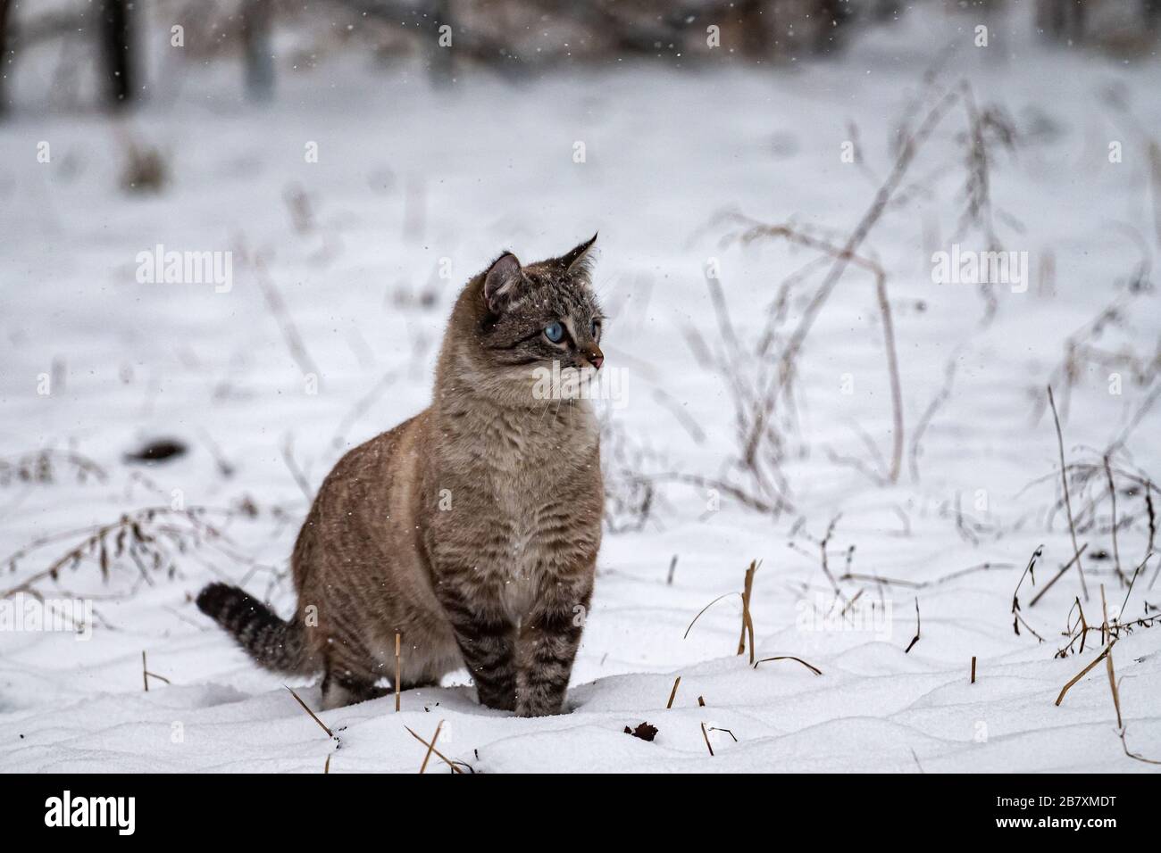Süßes blauäugiges Kätzchen im Winter vom Schneefall überrascht. Schöne Kätzchen im Winter im Freien. Neva maskiert sibirische Katze Stockfoto